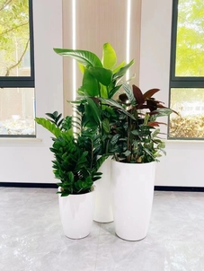 想找花木租赁？鄞州这家公司超靠谱！